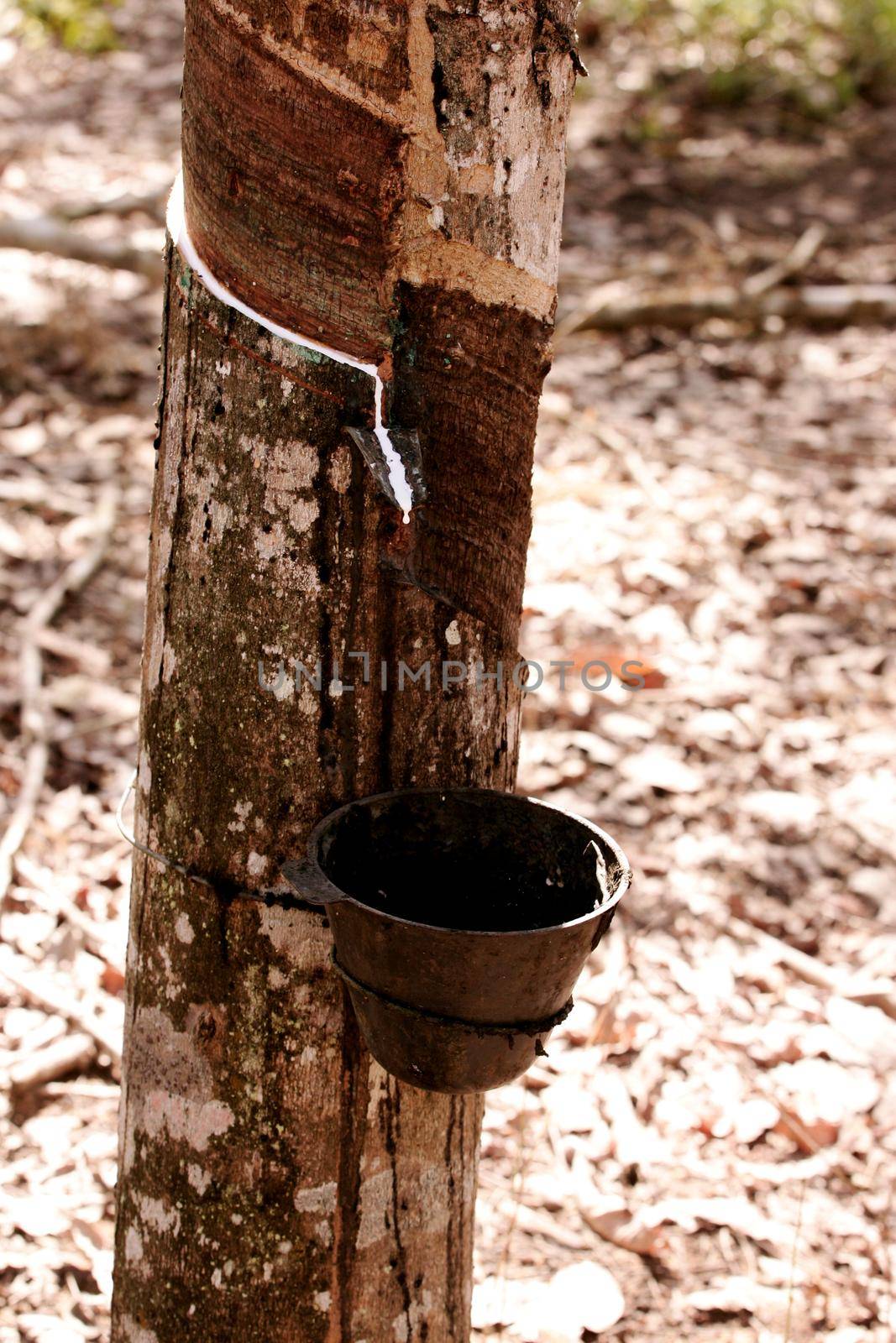 itabela, bahia / brazil - june 2, 2010: rubber plantation for latex production in the city of Itabela.