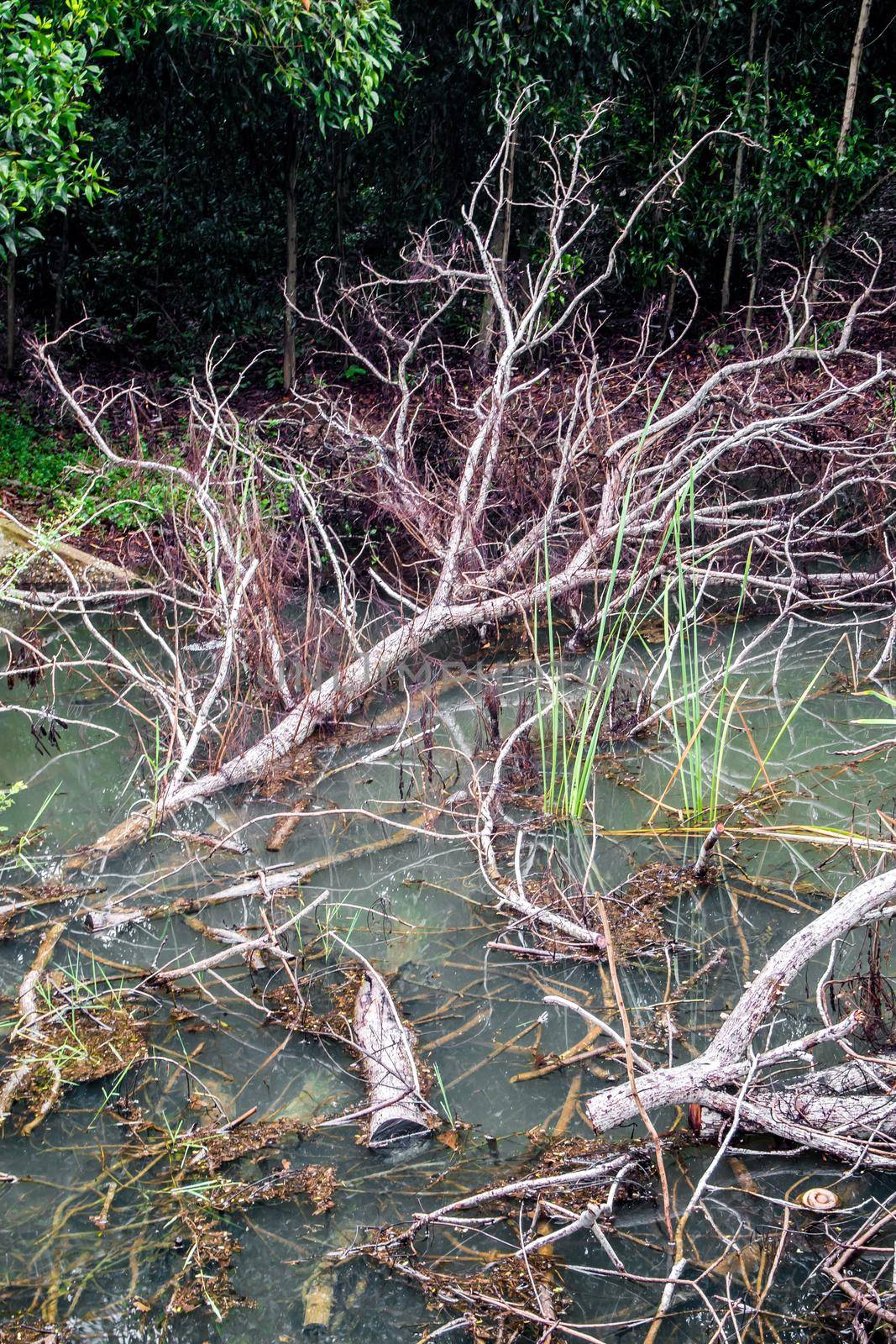 Remains of dead trees fall into the canal