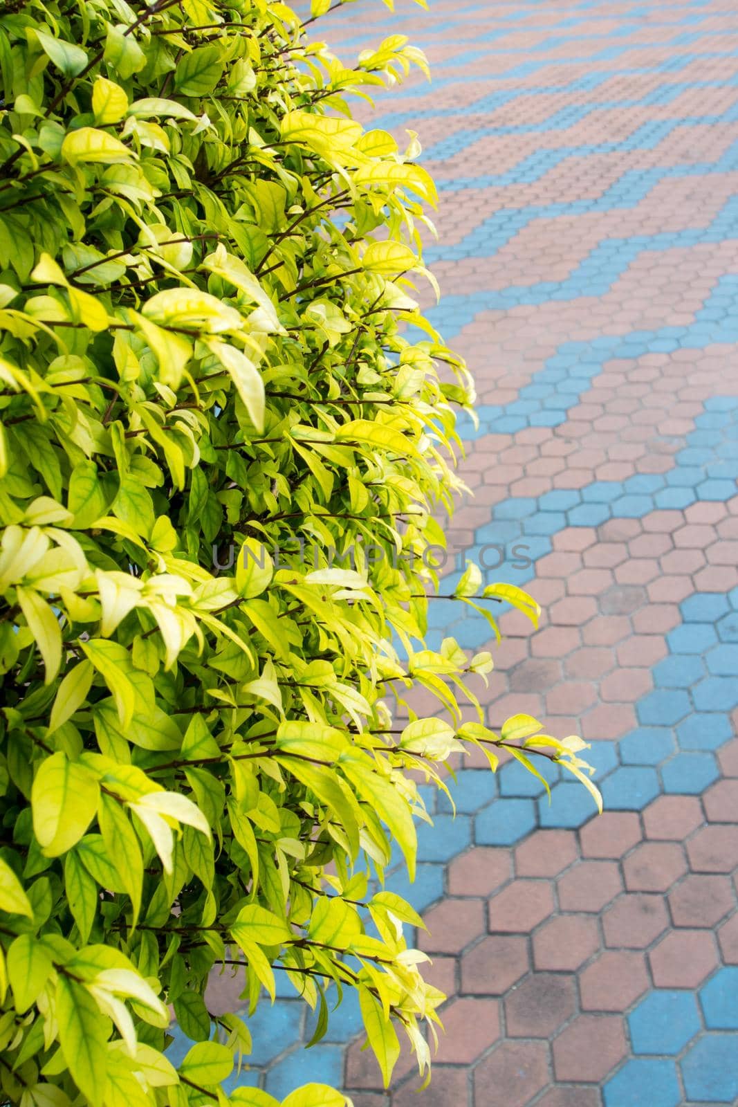 Small leaves of ornamental tree " Moke (Wrightia religiosa) " and the concrete blocks flooring