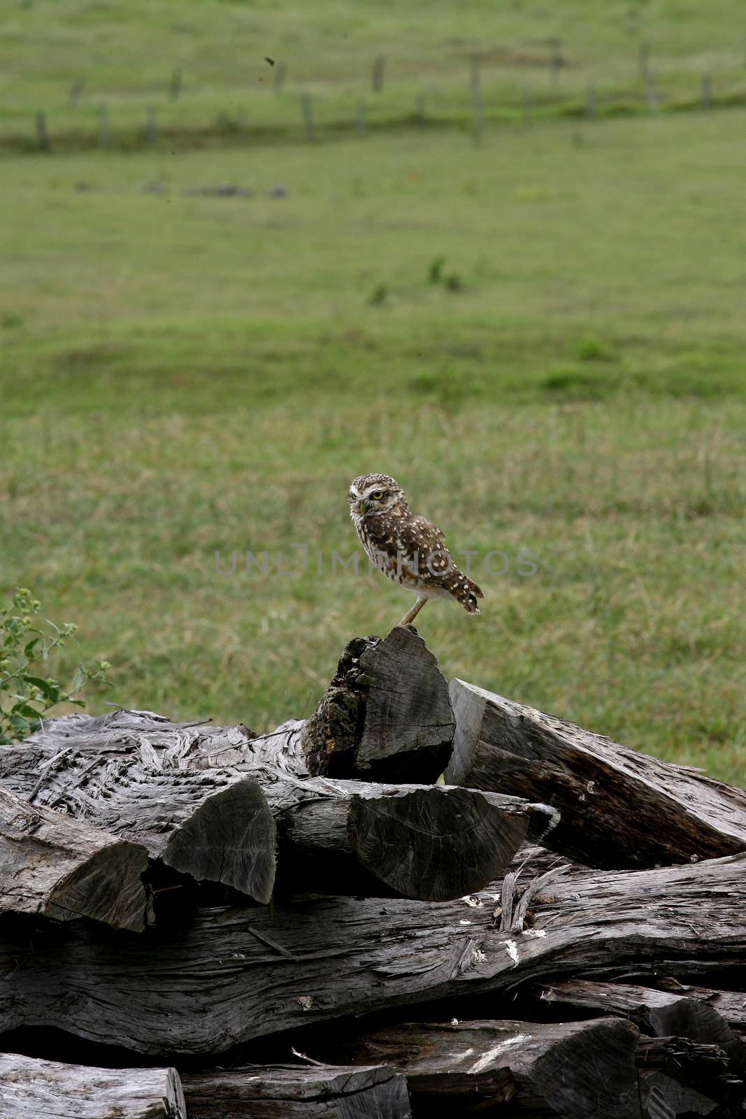 owl in rural area in bahia by joasouza