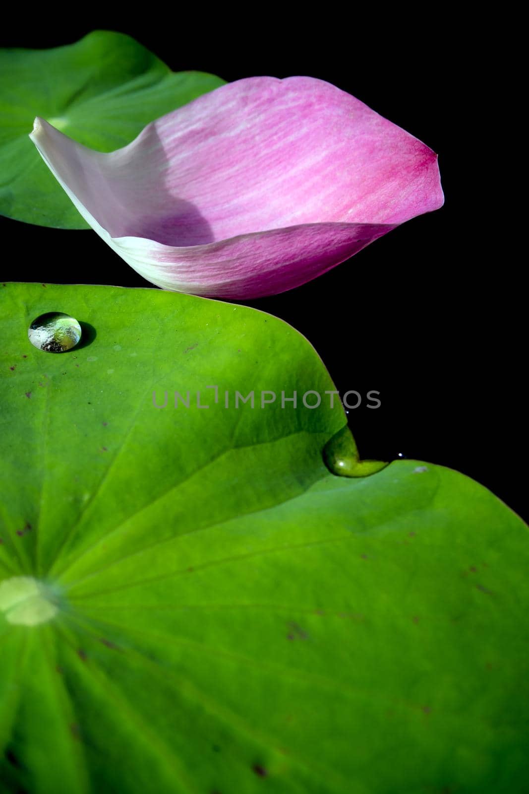 Water dew on lotus leaf