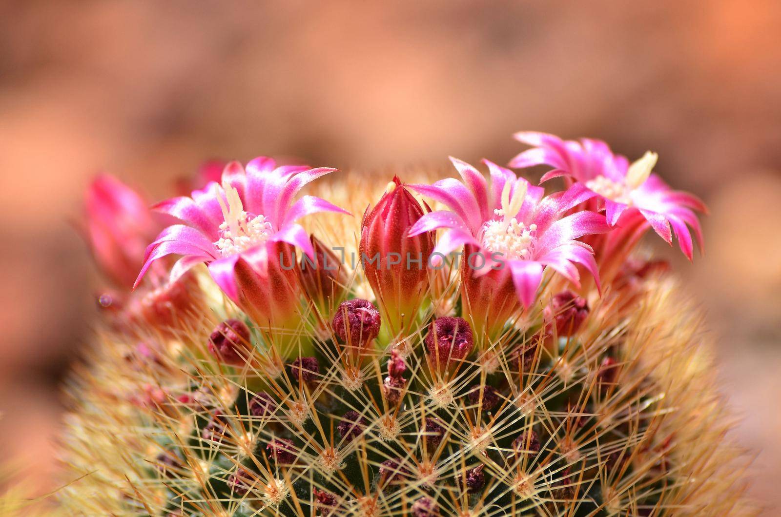 cactus with flower