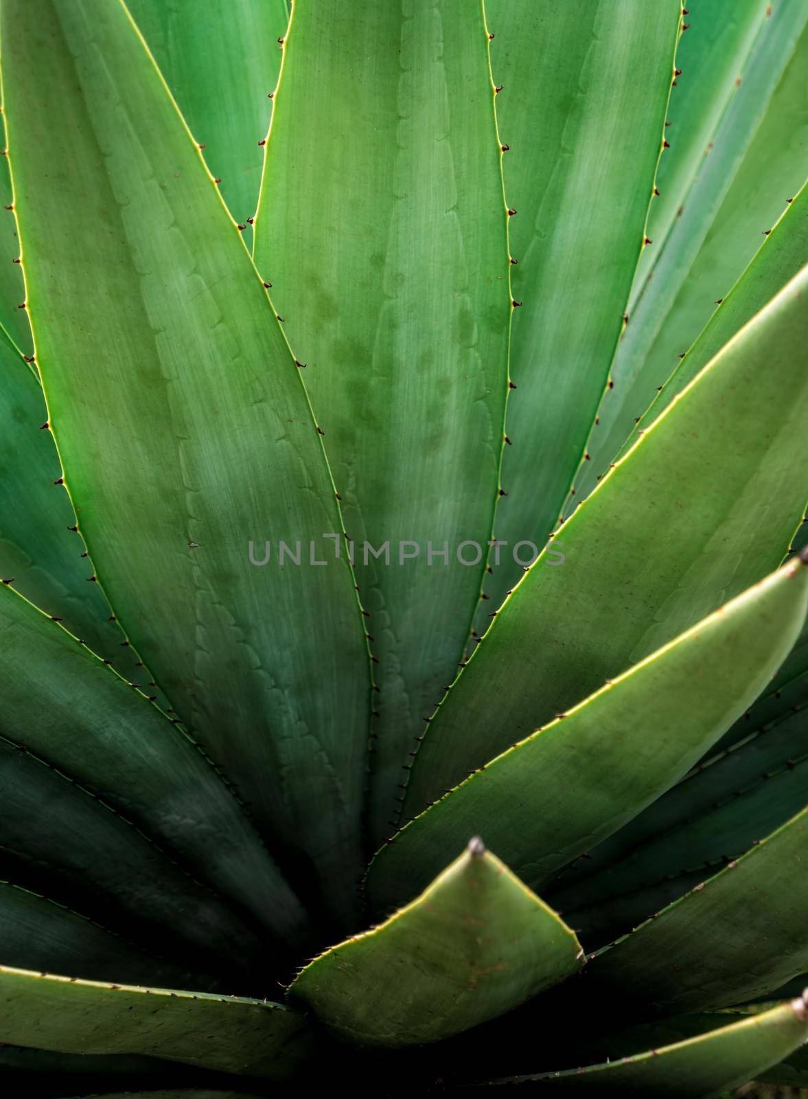 Agave succulent plant, close up white wax on freshness leaves with thorn of Agave leaf