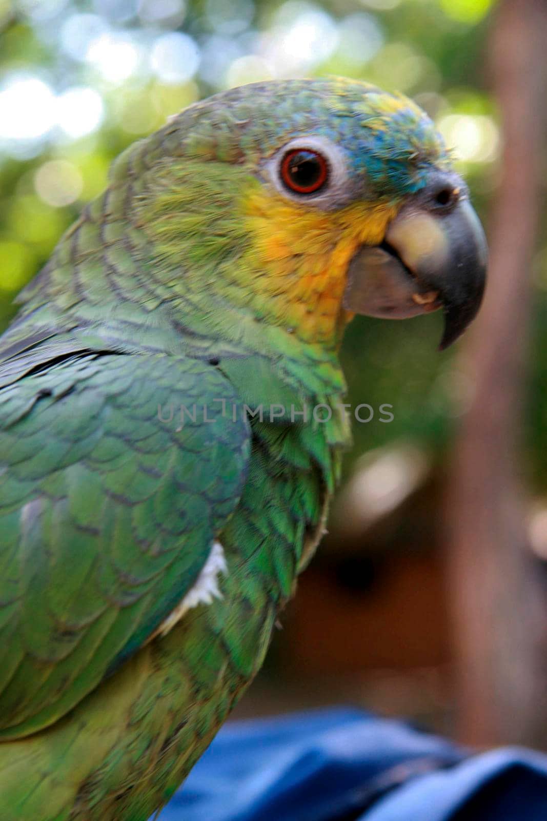 salvador, bahia / brazil - august 5, 2008: parrot is seen in residence in the city of Salvador.

