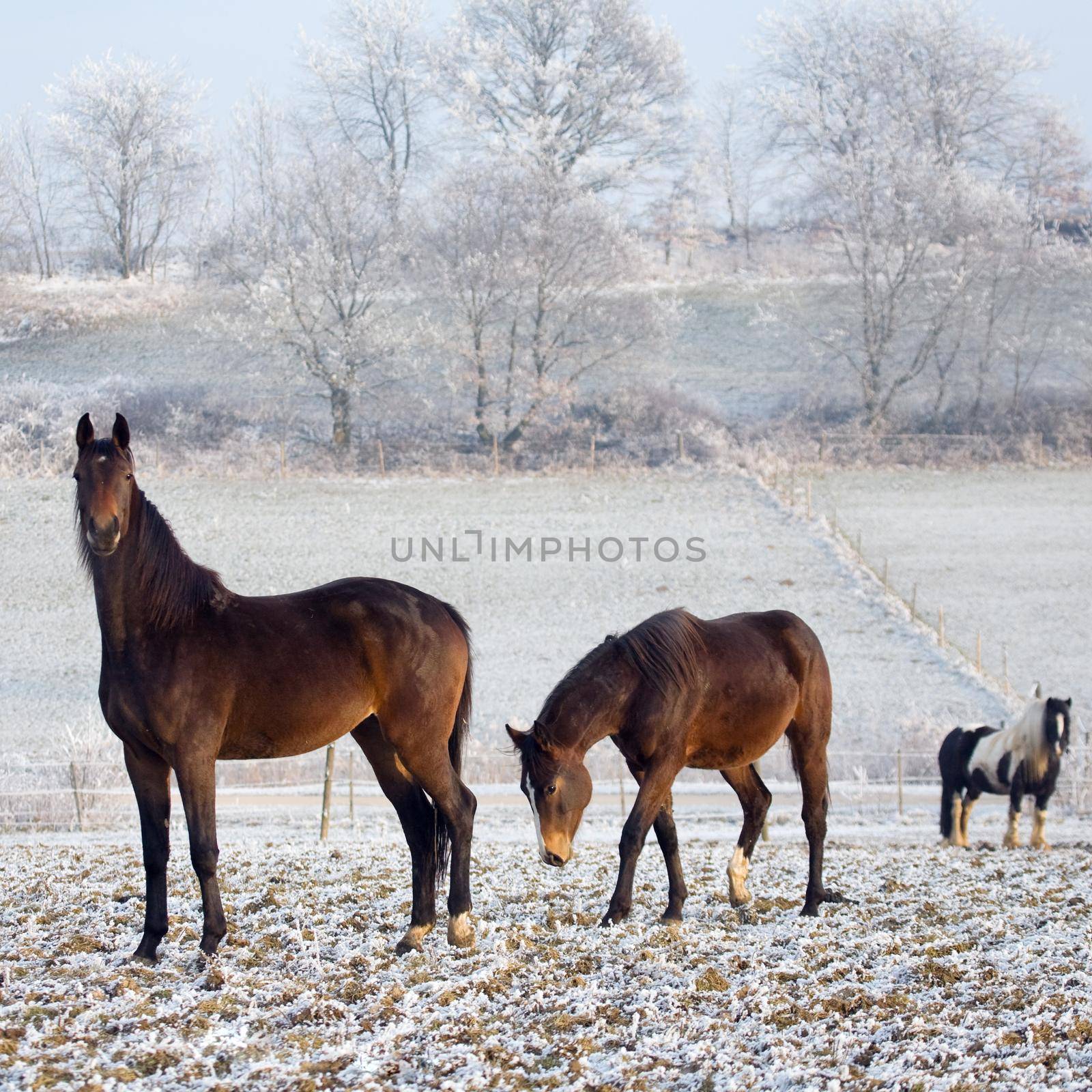 three horses in a winter landscape