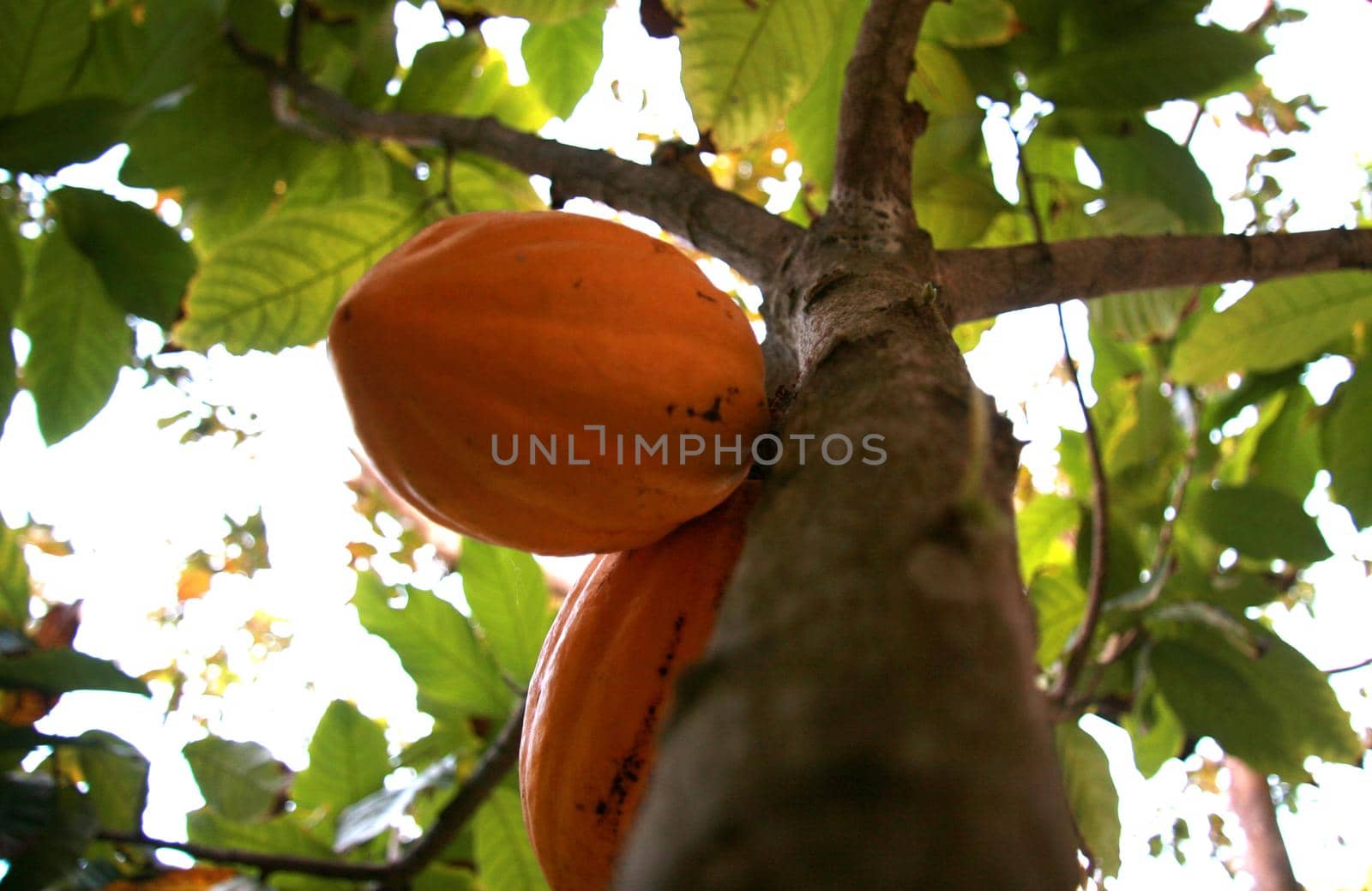 ilheus, bahia / brazil - august 6, 2008: cocoa plantation in a rural area in the city of Ilheus in southern Bahia.