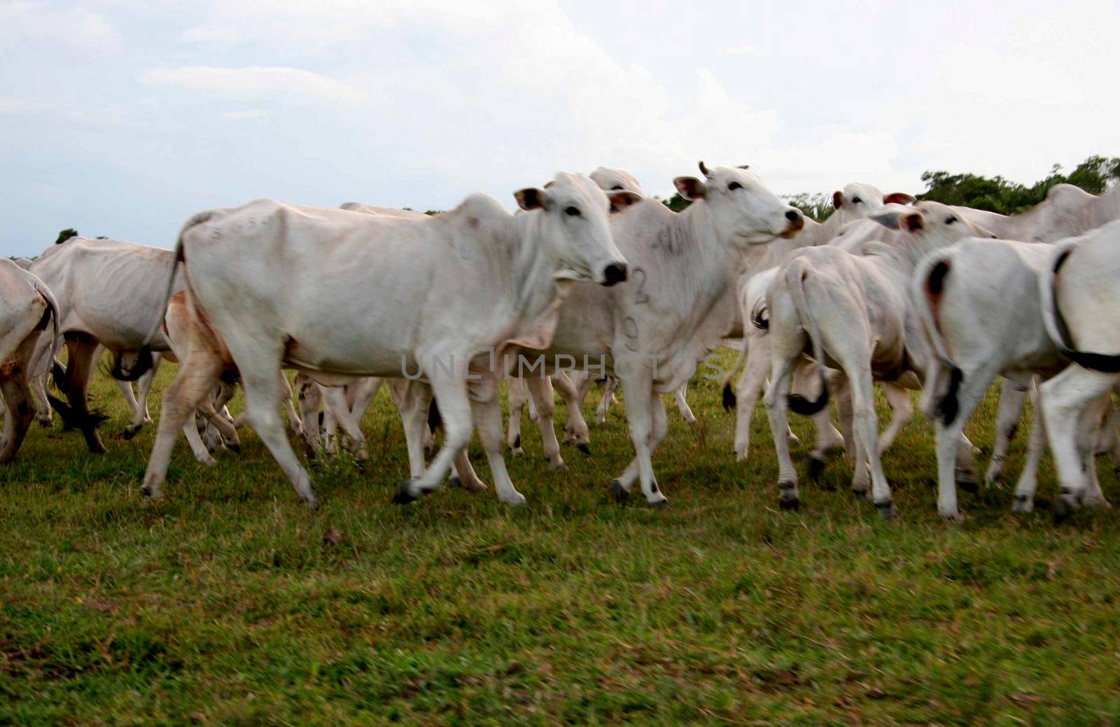 conde, bahia / brazil - april 5, 2008: Nellore cattle breeding is seen on a farm in the municipality of Conde.
