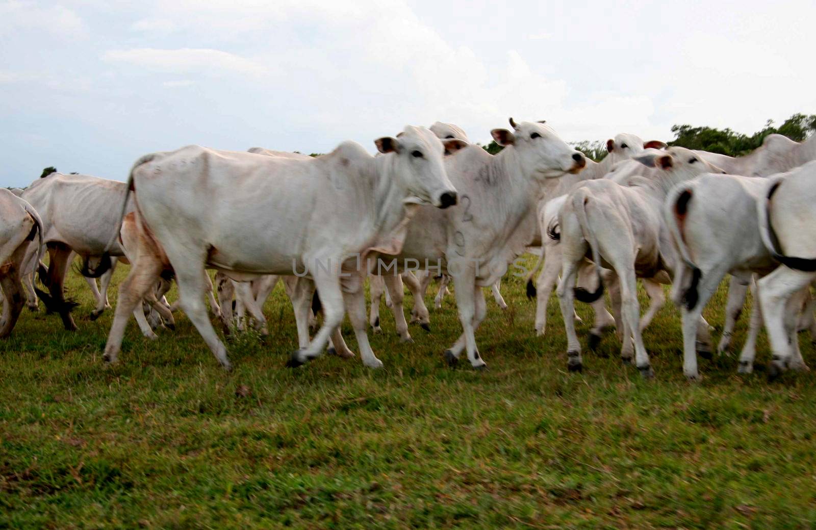 cattle ranch by joasouza