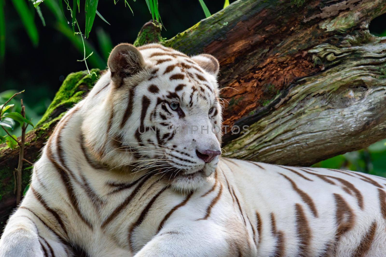 A closeup photo of a white tiger or bengal tiger while staring showing interest on someone. White tiger are also being called as bleached tiger.