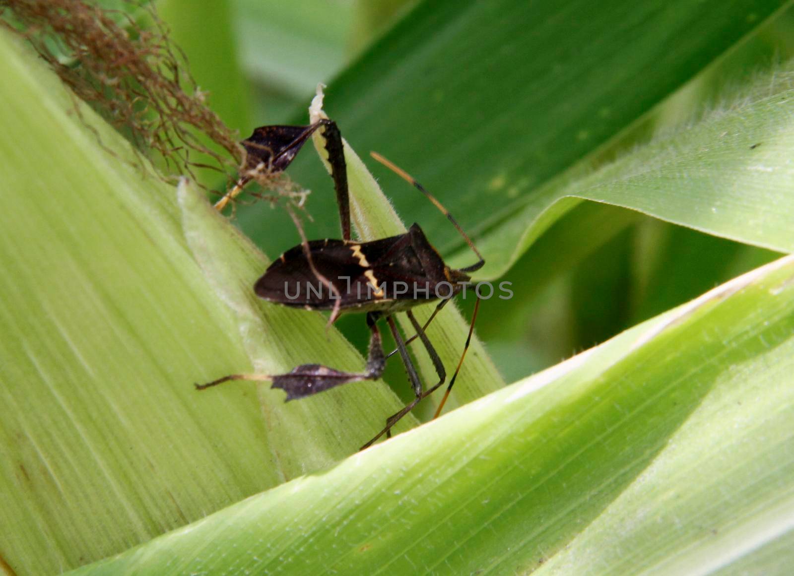 conde, bahia / brazil - october 6, 2013: corn plantation infested with insect bug (Leptoglossus zonatus). Agricultural pest, especially in cereal plantations.