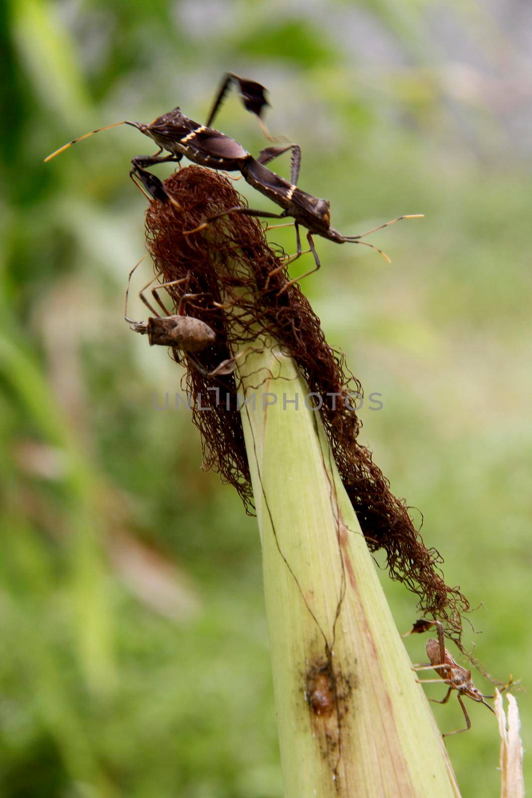 conde, bahia / brazil - october 6, 2013: corn plantation infested with insect bug (Leptoglossus zonatus). Agricultural pest, especially in cereal plantations.