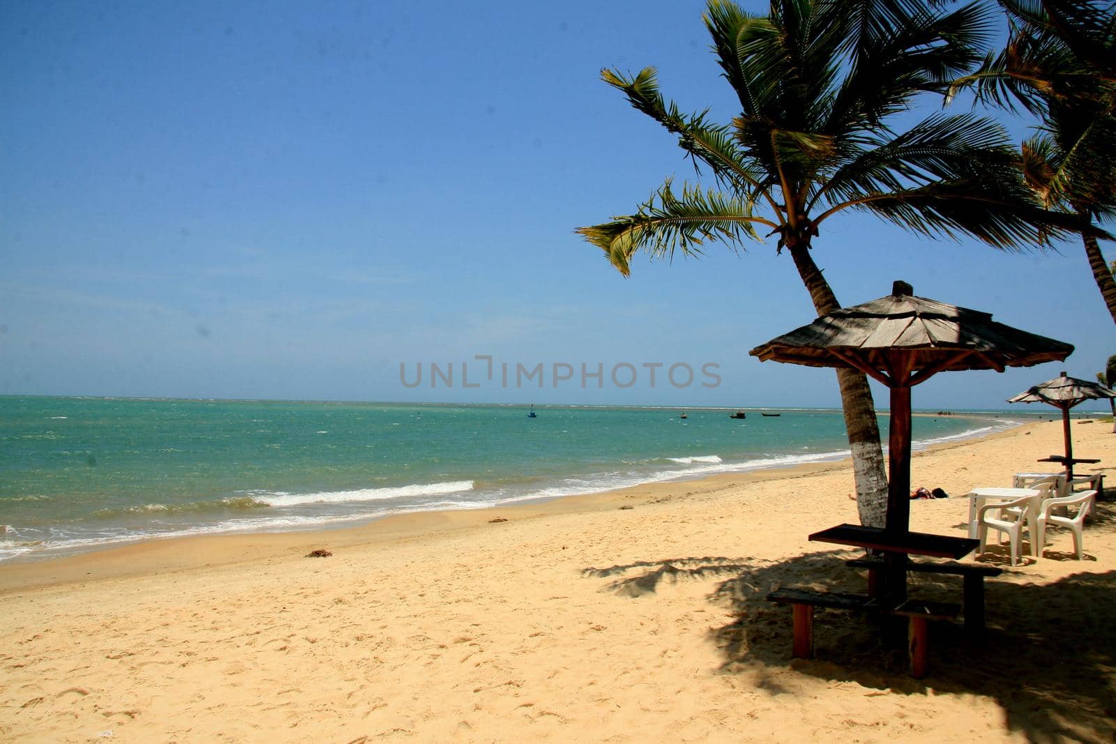 santa cruz cabralia, bahia / brazil - december 13, 2010: coconut trees are seen on Coroa Vermelha beach in the city of Santa Cruz Cabralia, in southern Bahia.