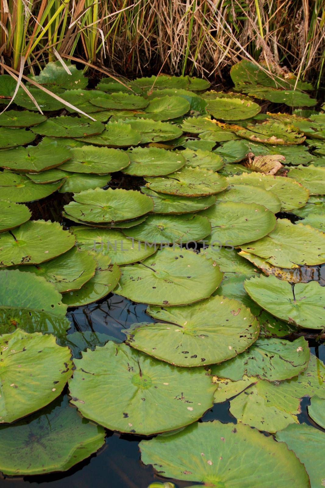 conde, bahia / brazil - september 7, 2012: Vitoria regia aquatic plant is seen in a pond in the city of Conde.