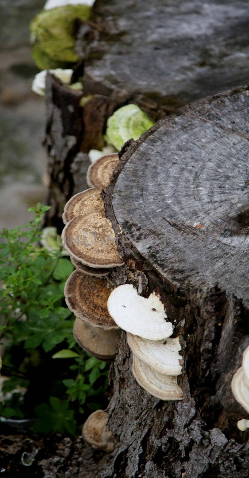 fungi on wooden trunk by joasouza