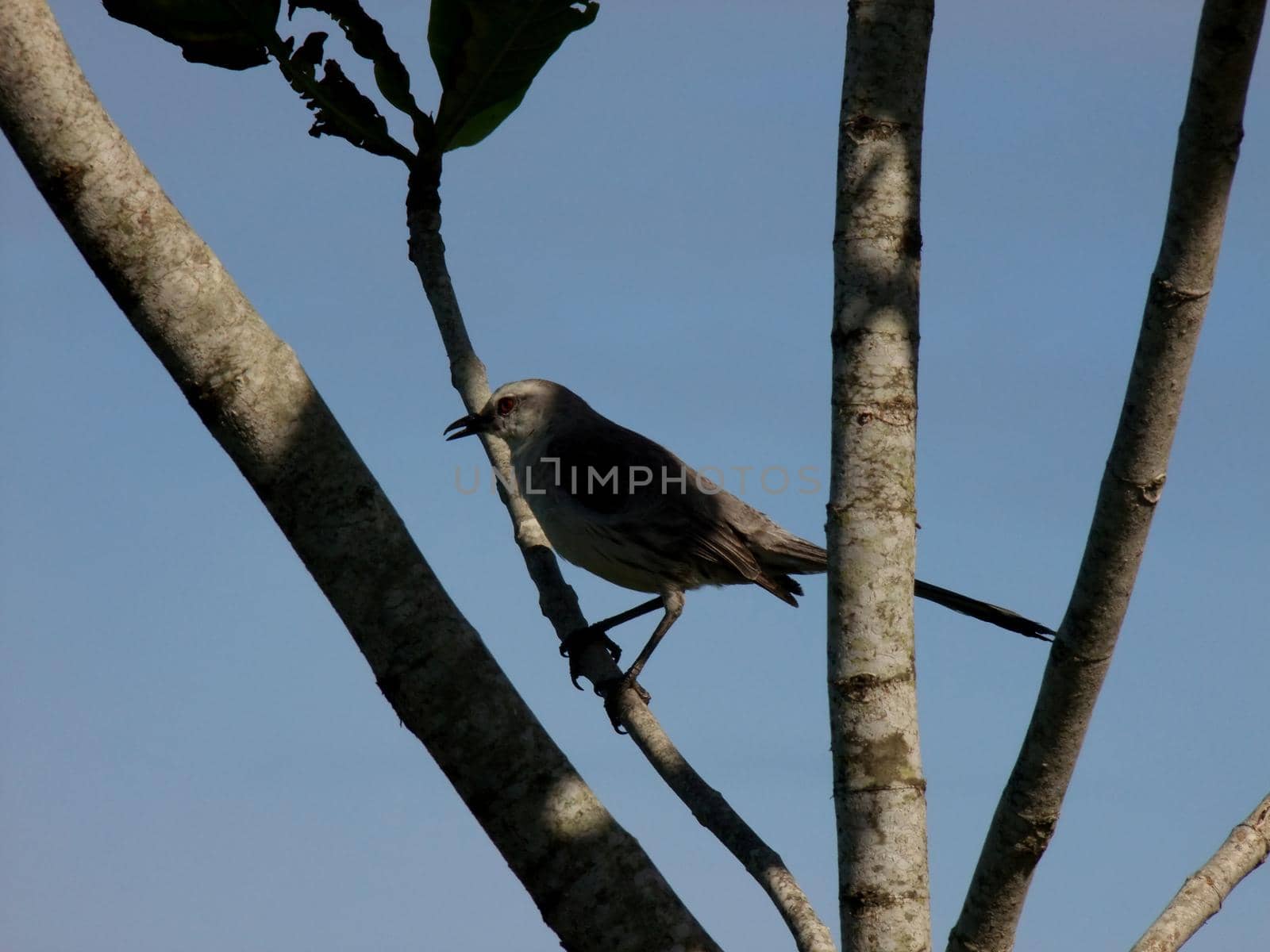 salvador, bahia / brazil - january 7, 2011: bird was seen in a tree in the city of Salvador.


