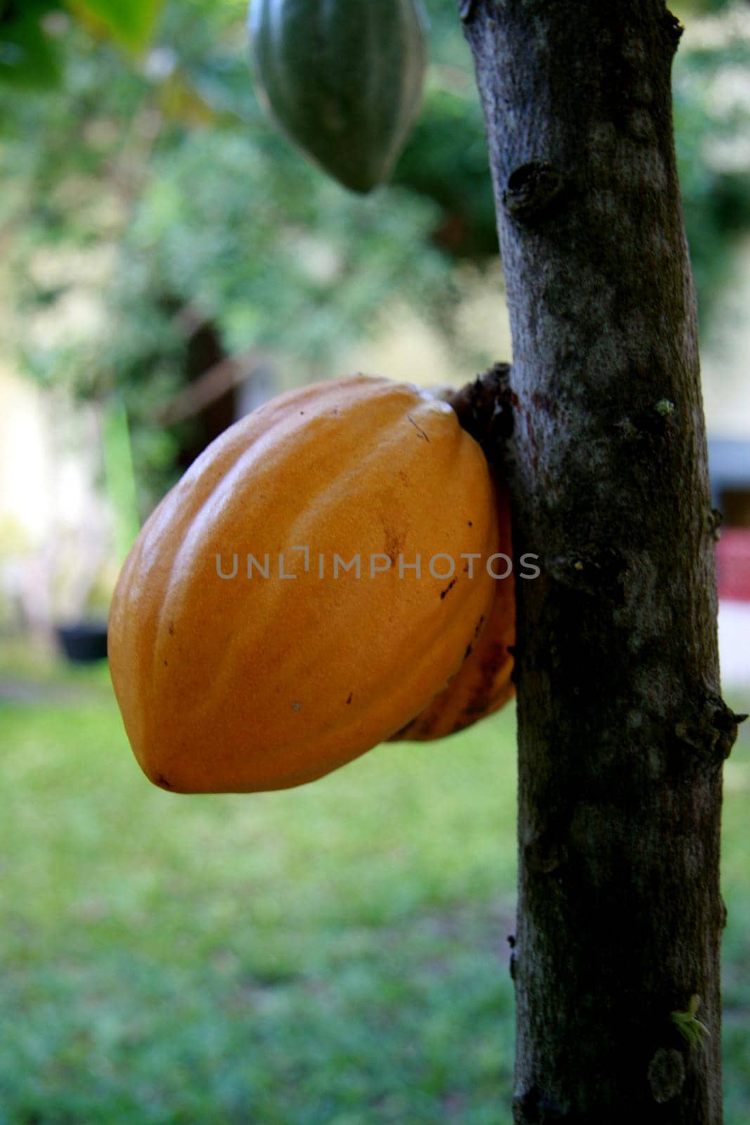 ilheus, bahia / brazil - august 6, 2008: cocoa plantation in a rural area in the city of Ilheus in southern Bahia.