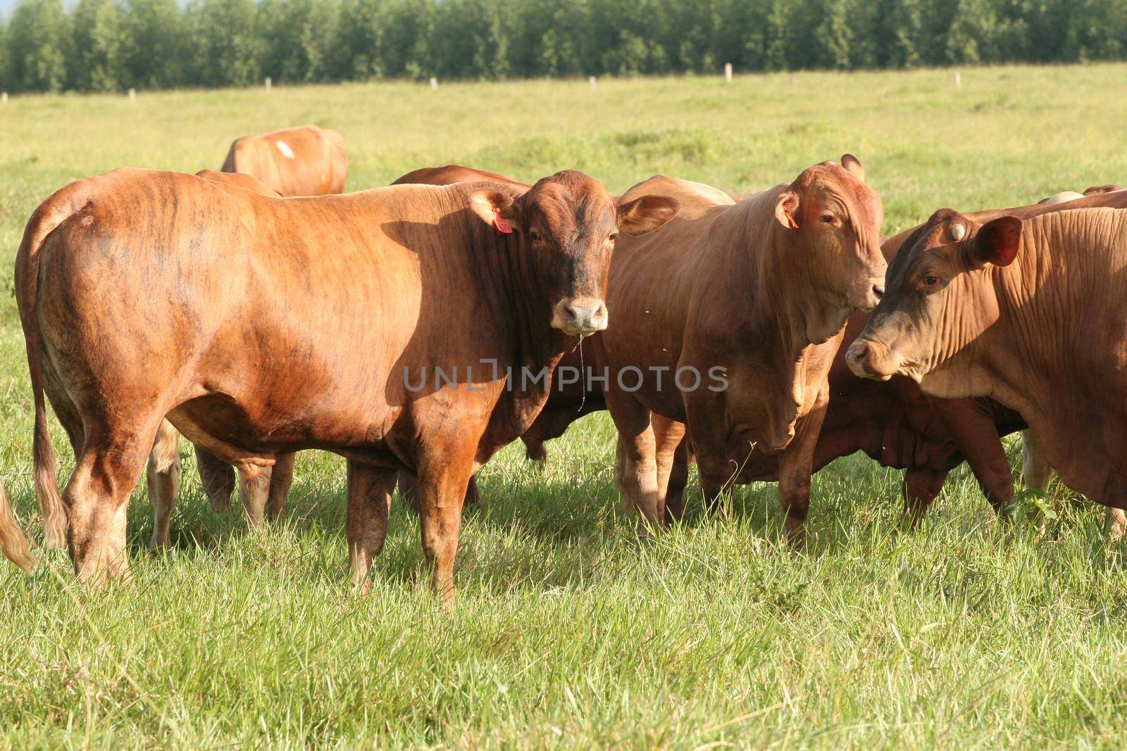 eunapolis, bahia / brazil - June 08, 2009: Animals are seen at cattle ranch in the city of Eunapolis.