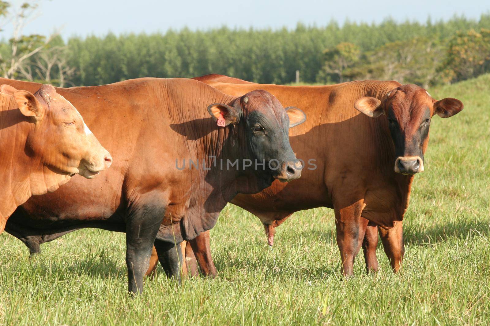 eunapolis, bahia / brazil - march 28, 2008: cattle are seen on a farm in the city of Eunapolis.