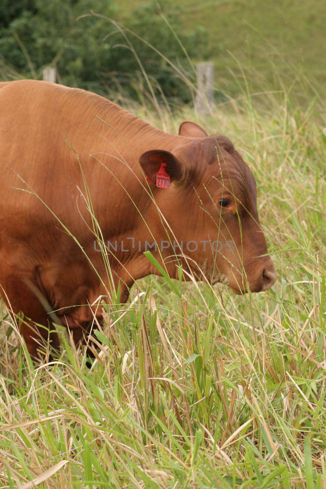 eunapolis, bahia / brazil - June 08, 2009: Animals are seen at cattle ranch in the city of Eunapolis.