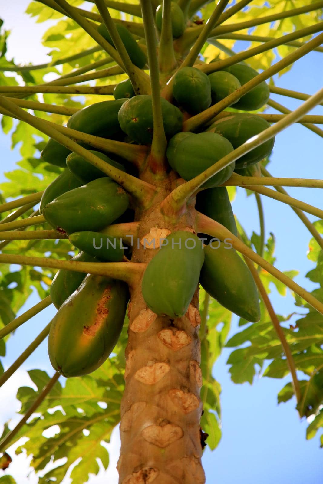 rope papaya plantation by joasouza