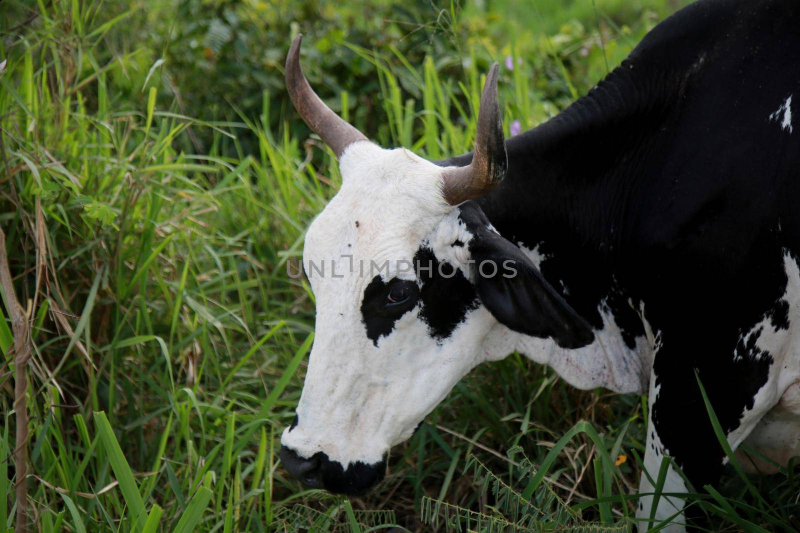 mata de sao joao, bahia / brazil - november 8, 2020: dairy cow is seen on a farm in the rural area of the city of Mata de Sao Joao.