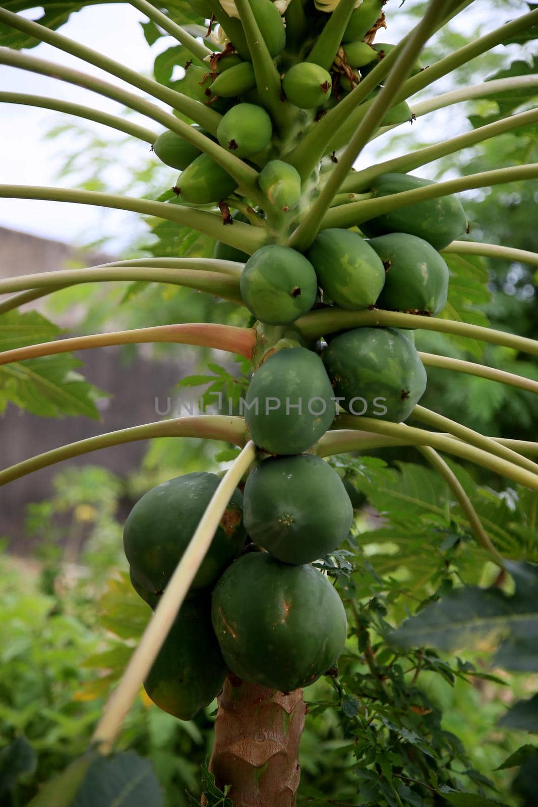 salvador, bahia / barazil - february 8, 2020: papayas are seen in a plantation in the city of Salvador.
