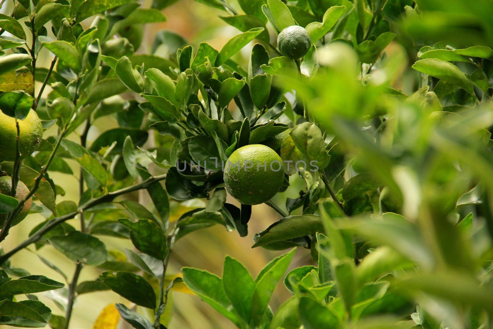 conde, bahia / brazil - november 20, 2007: tangerine harvest in the city of Santo Antonio de Jesus.