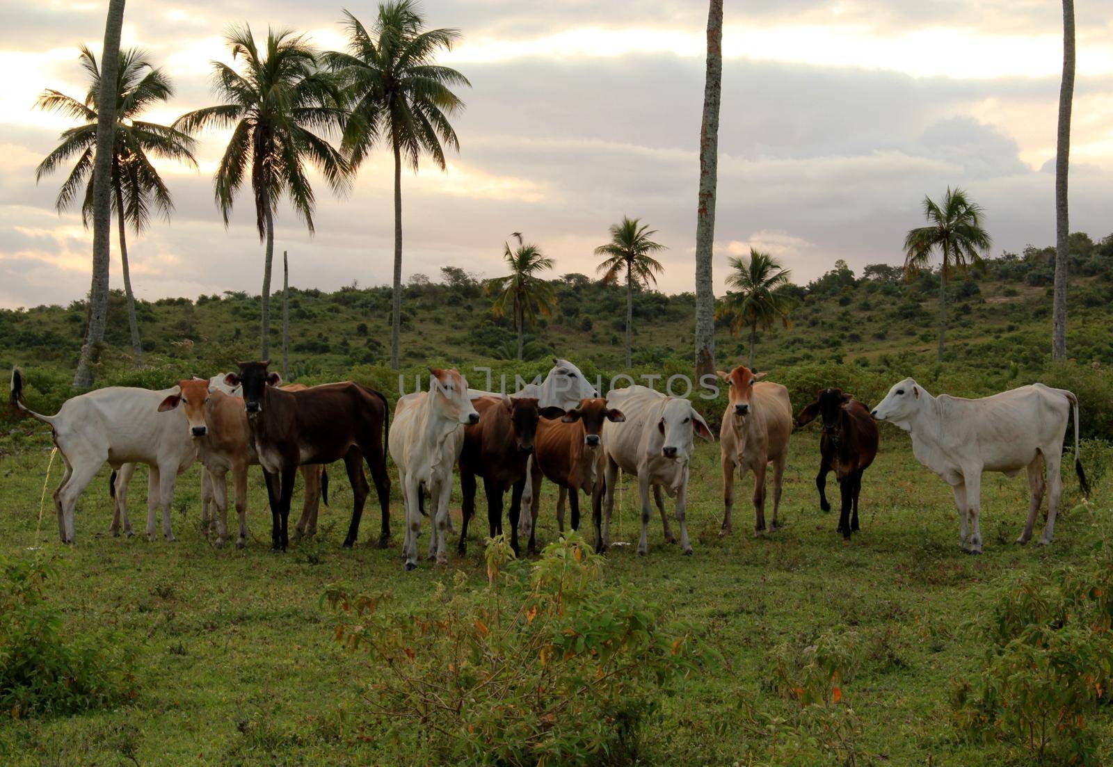 itamaraju, bahia / brazil - july 9, 2009: heifers are seen on a farm in the municipality of Itamaraju.

