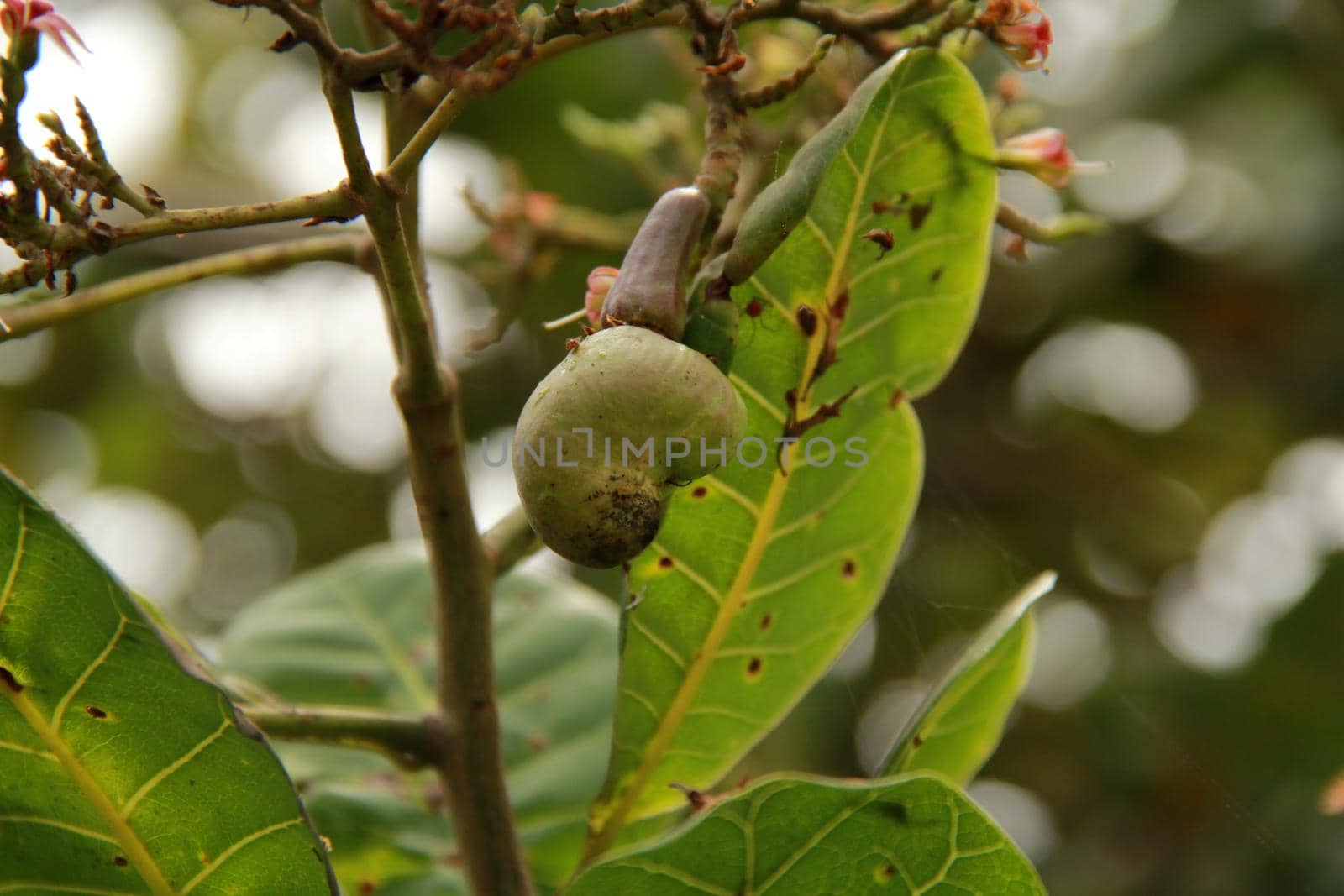 conde, bahia / brazil - september 15, 2012: maturi is seen in the countryside of the city of Conde.

