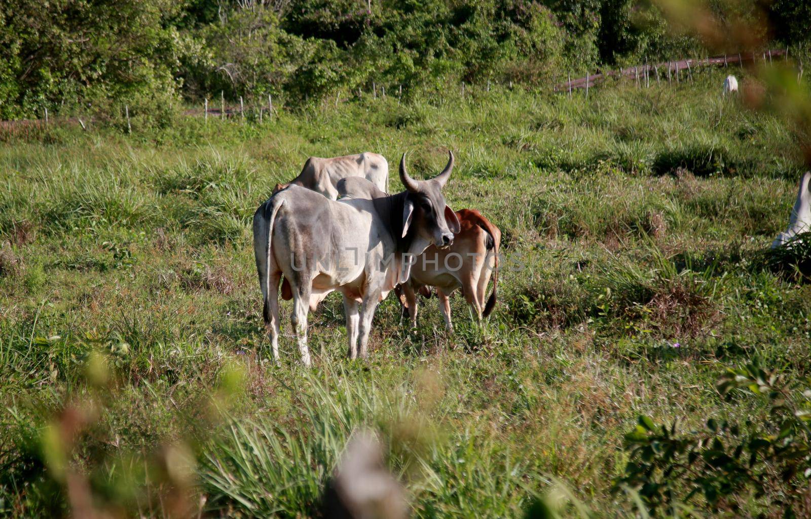 mata de sao joao, bahia / brazil - november 8, 2020: cows and bull are seen on a farm in the rural area of the city of Mata de Sao Joao.