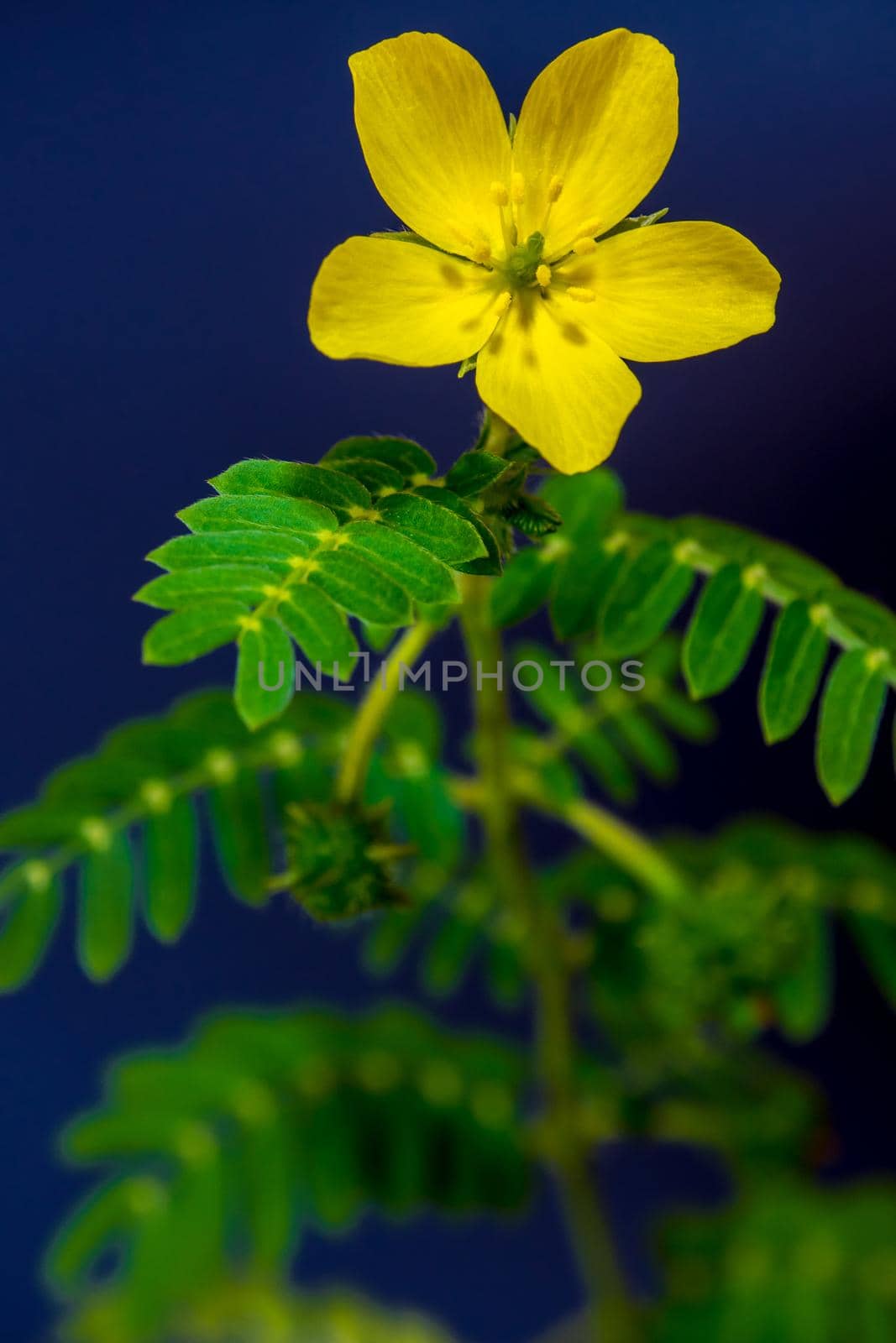 Yellow flower of small caltrops weed