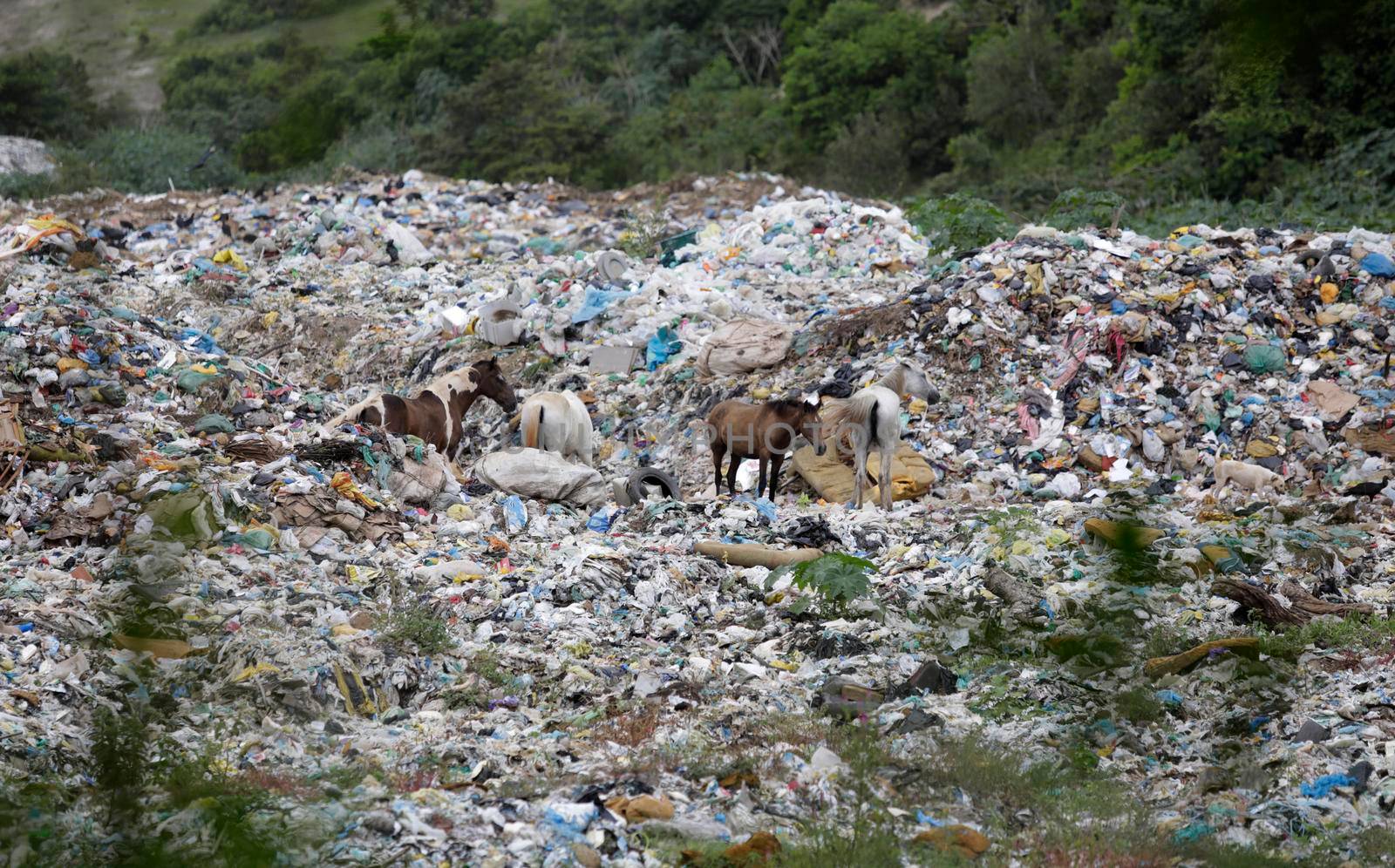 catu bahia / brazil - may 2, 2019: animals are seen in a landfill in the city of Catu.

