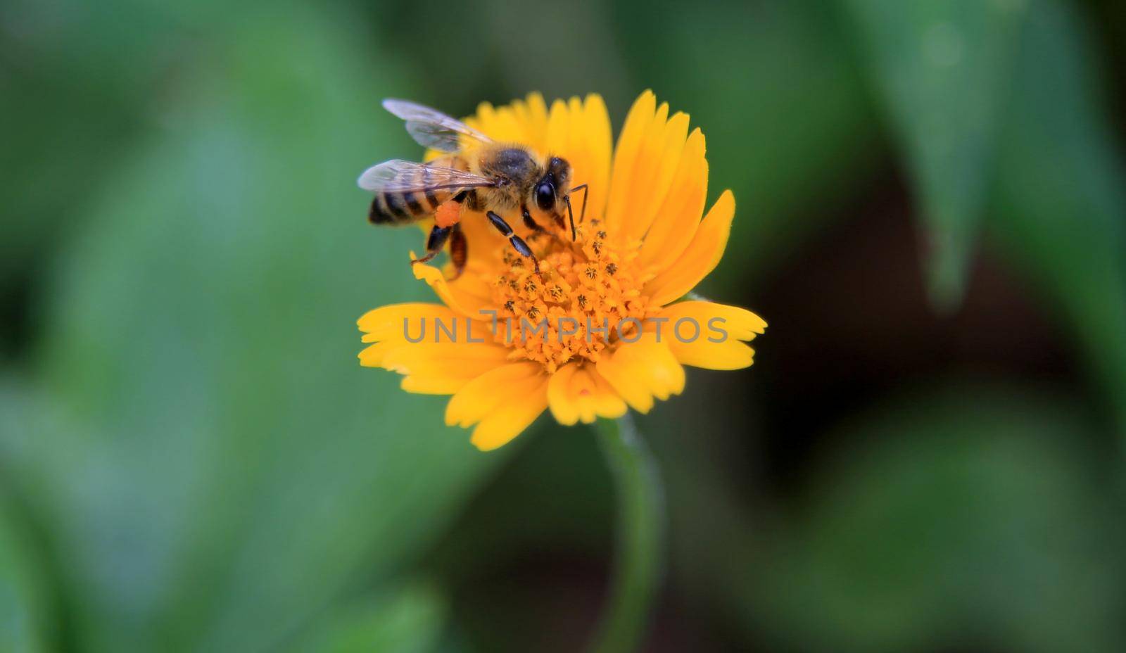 salvador, bahia / barazil - february 8, 2020: bee is seen collecting pollen in flower garden in the city of Salvador.