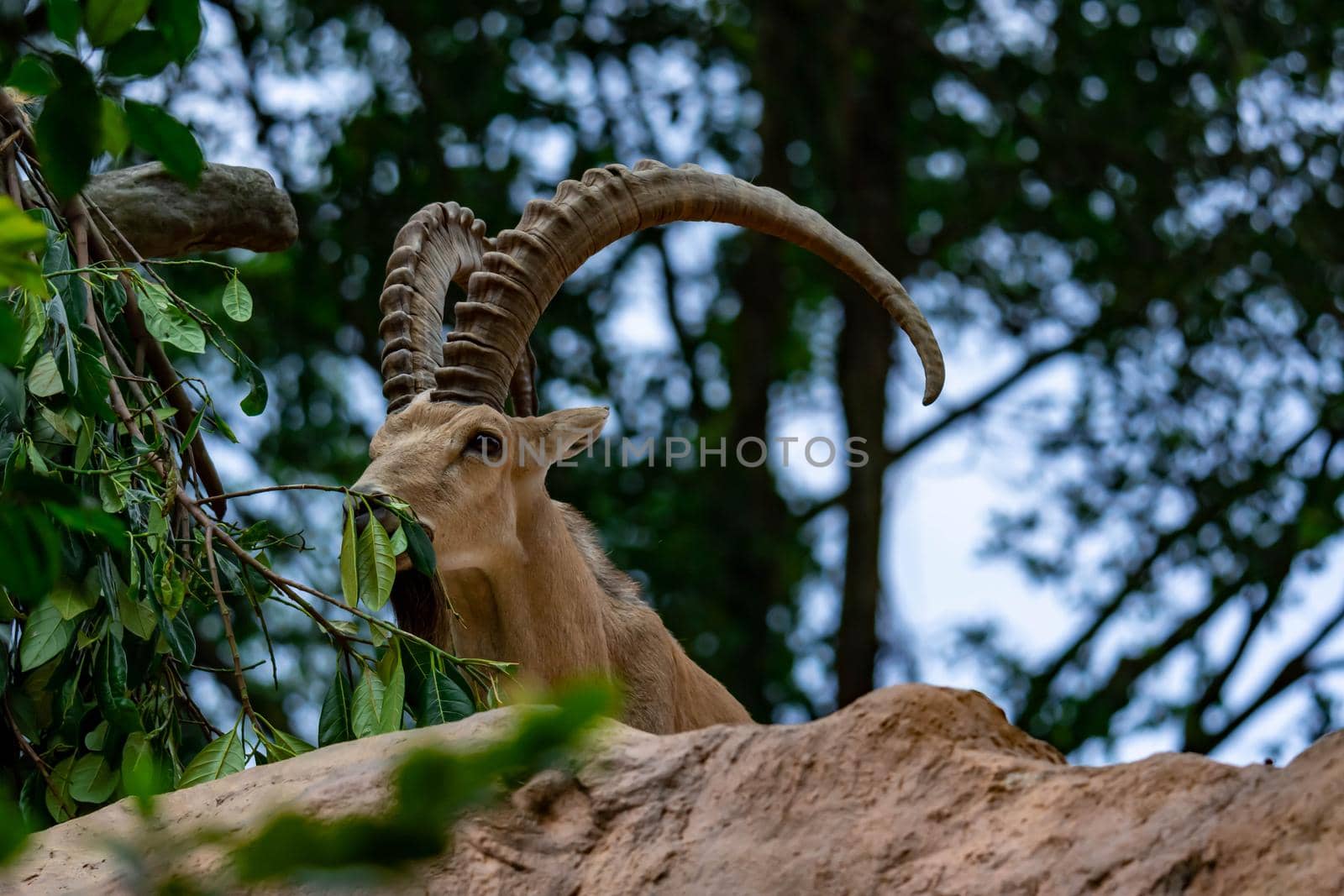 An ibex mountain goat steinbock  bouquetin Capra ibex while feeding on leaves on top of a mountain. Colorful wildlife photo of nature with green background