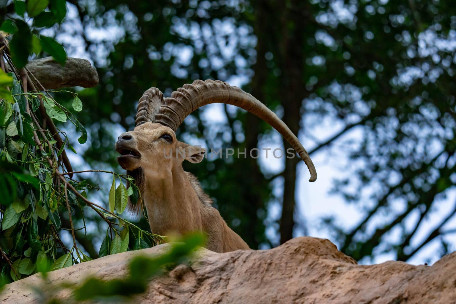 An ibex mountain goat steinbock  bouquetin Capra ibex while feeding on leaves on top of a mountain. Colorful wildlife photo of nature with green background