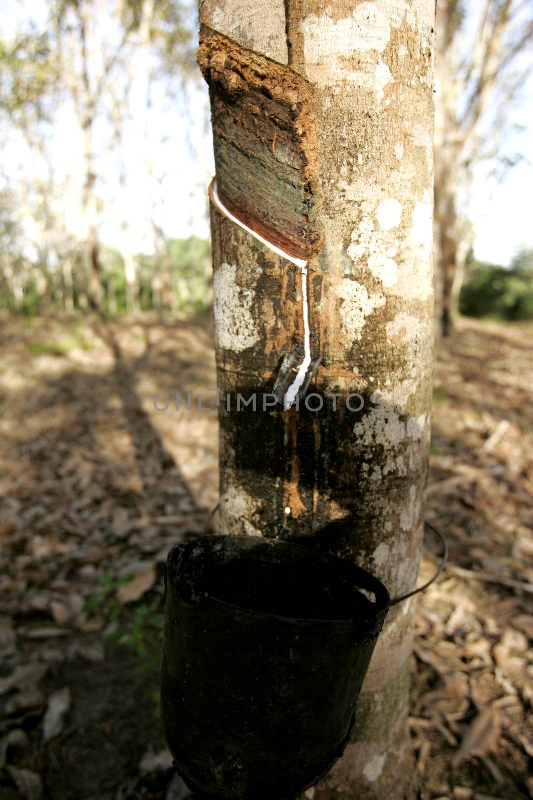 rubber plantation in southern bahia by joasouza