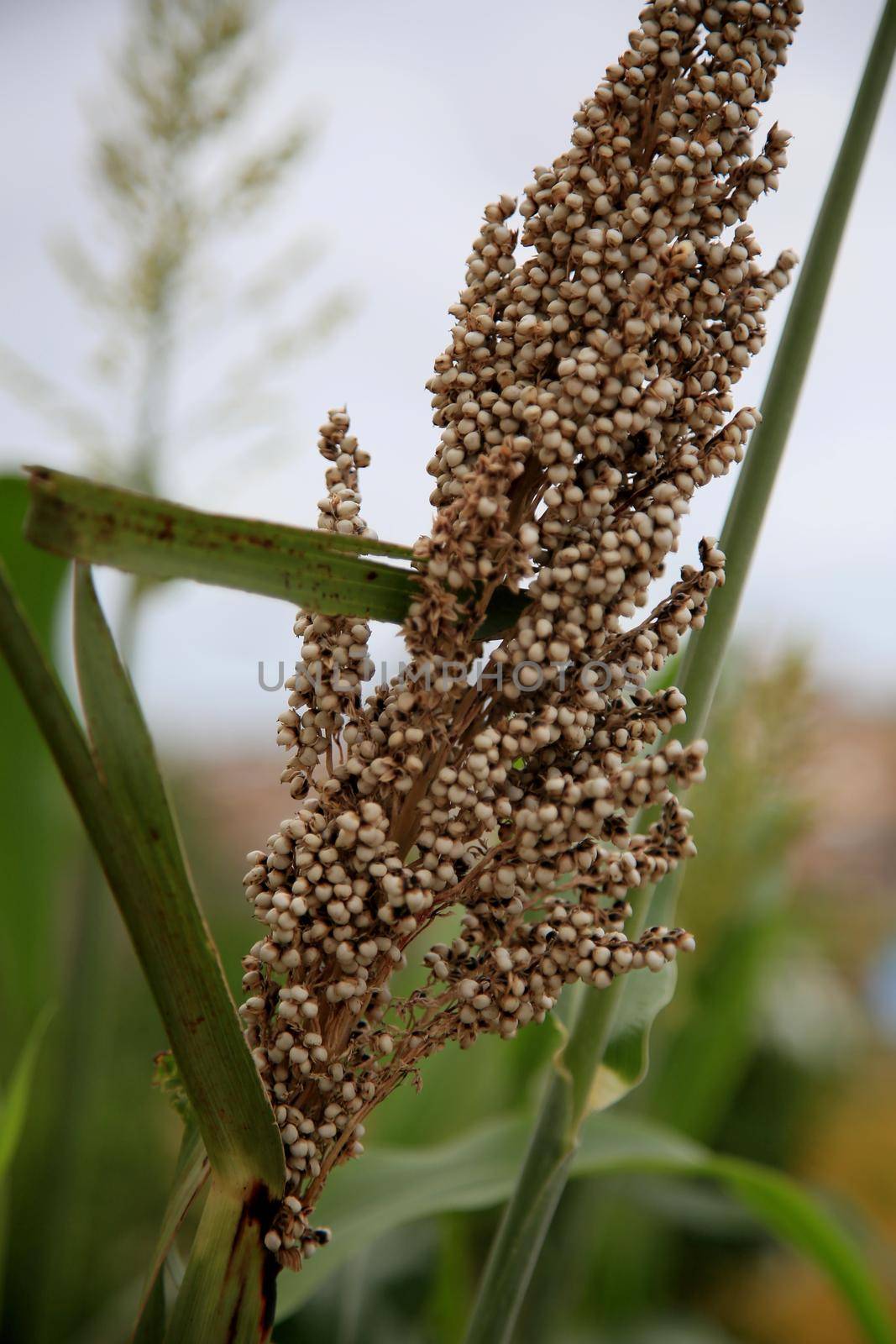 salvador, Bahia / Brazil - february 8, 2020: Sorghum plantation in the city of Salvador.



