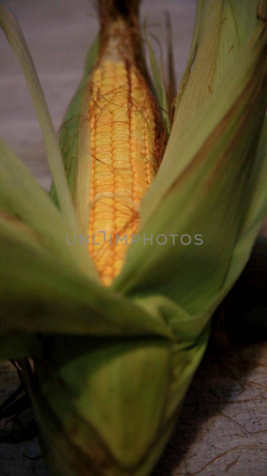 salvador, bahia / brazil - may 9, 2020: ear of corn is seen in the city of Salvador.