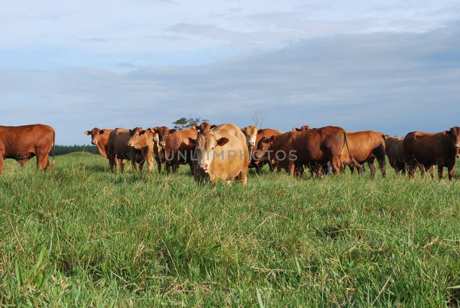 eunapolis, bahia / brazil - June 08, 2009: Animals are seen at cattle ranch in the city of Eunapolis.