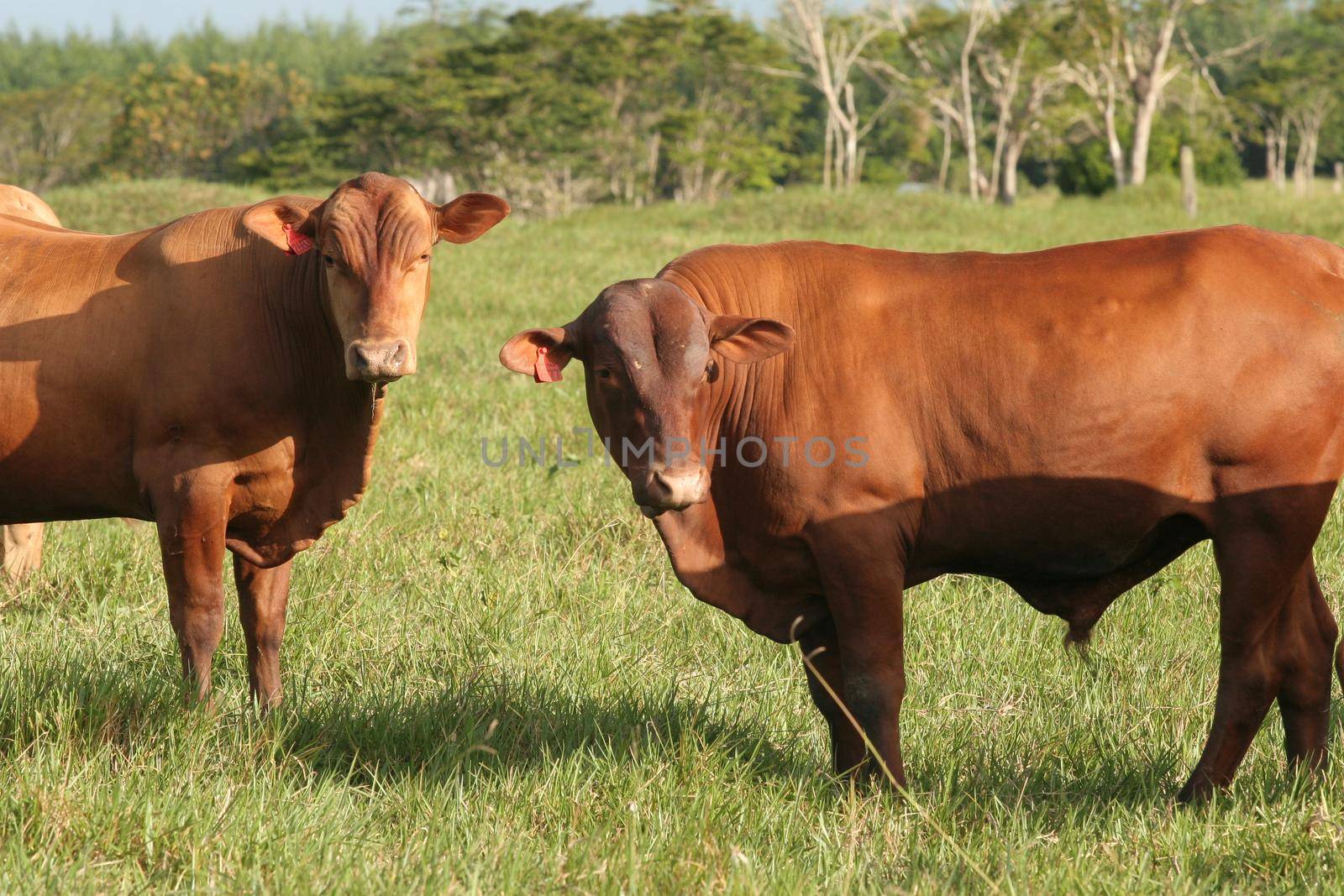 cattle ranch by joasouza