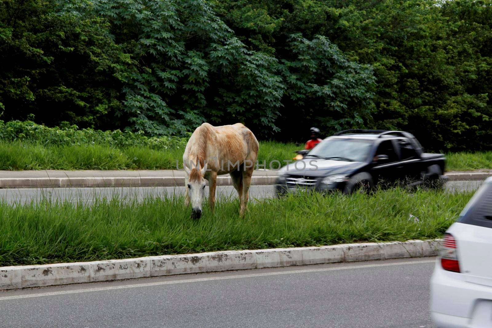 salvador, bahia / brazil - july 8, 2013: horse is seen grazing loose in the central construction site of Avenida Luiz Eduardo Magalhaes in the city of Salvador. A danger to drivers traveling on the spot.

