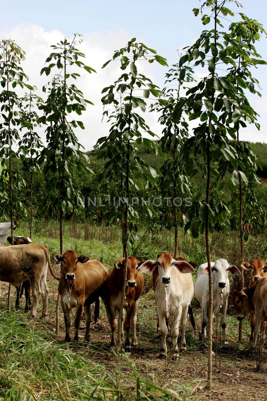 eunapolis, bahia / brazil - june 8, 2009: cattle ranching on the farm in the city of Eunapolis, in southern Bahia.


