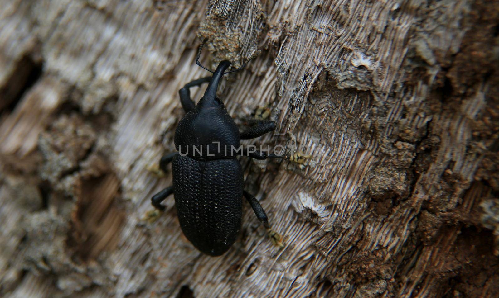 beetle on tree trunk by joasouza