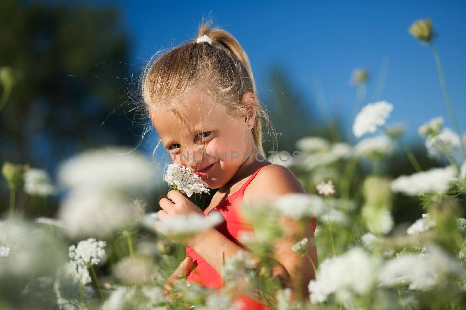 A cute young girl sniffing on yarrow