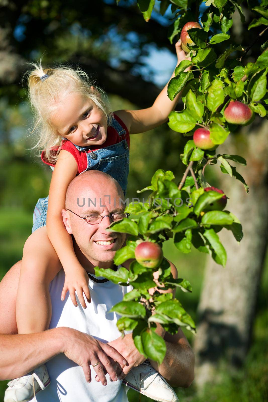 Young girl sitting on the should of her daddy picking an apple from a tree