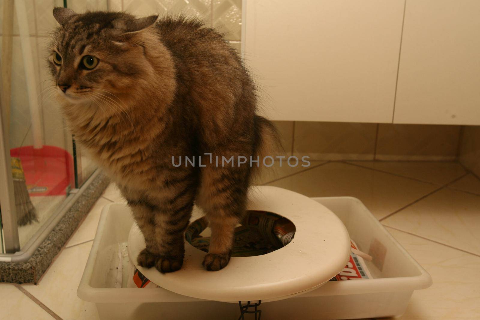 salvador, bahia / brazil - march 20, 2012: cat is seen using the toilet to do his physiological needs in the city of Salvador.