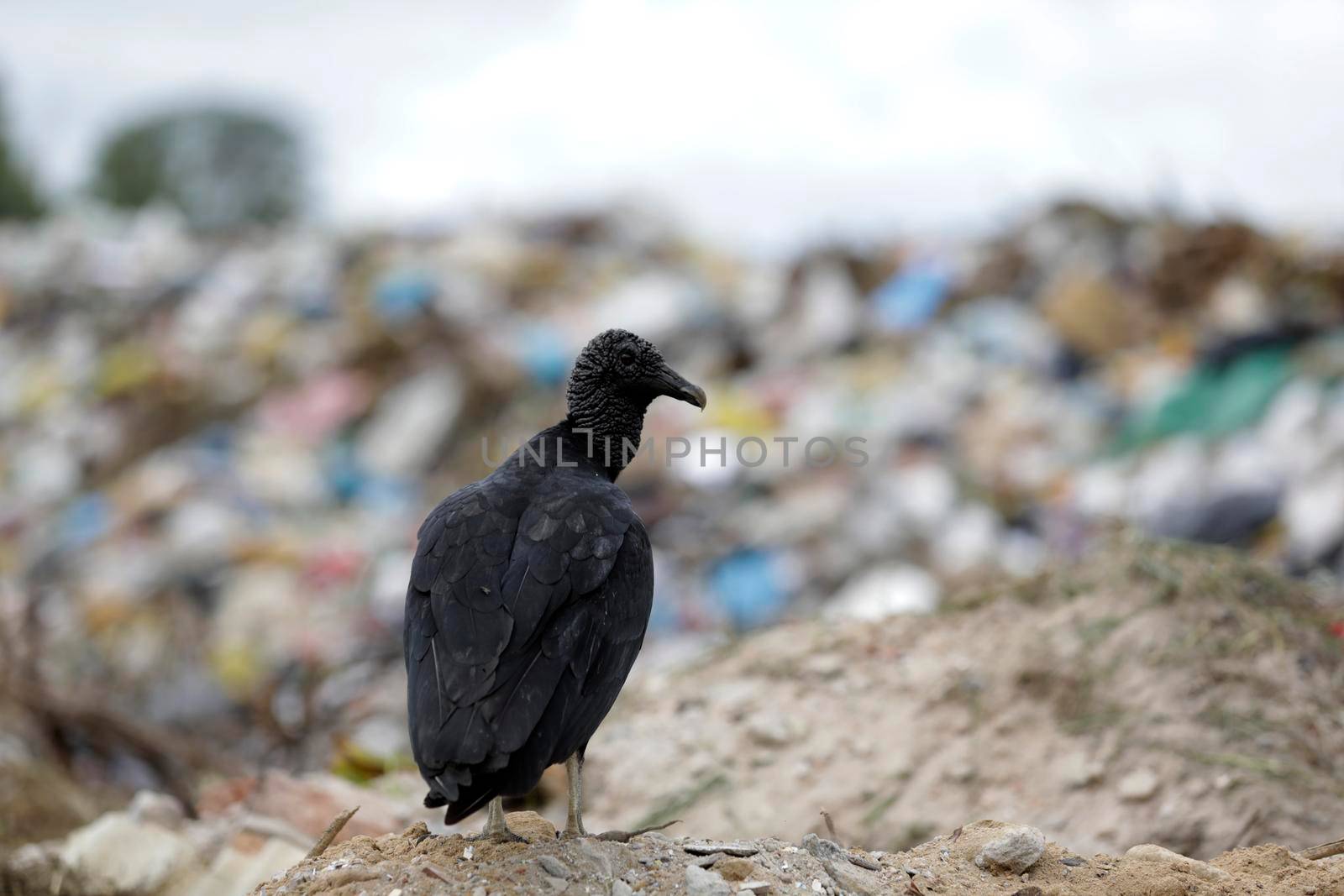 animals in landfill in catu by joasouza