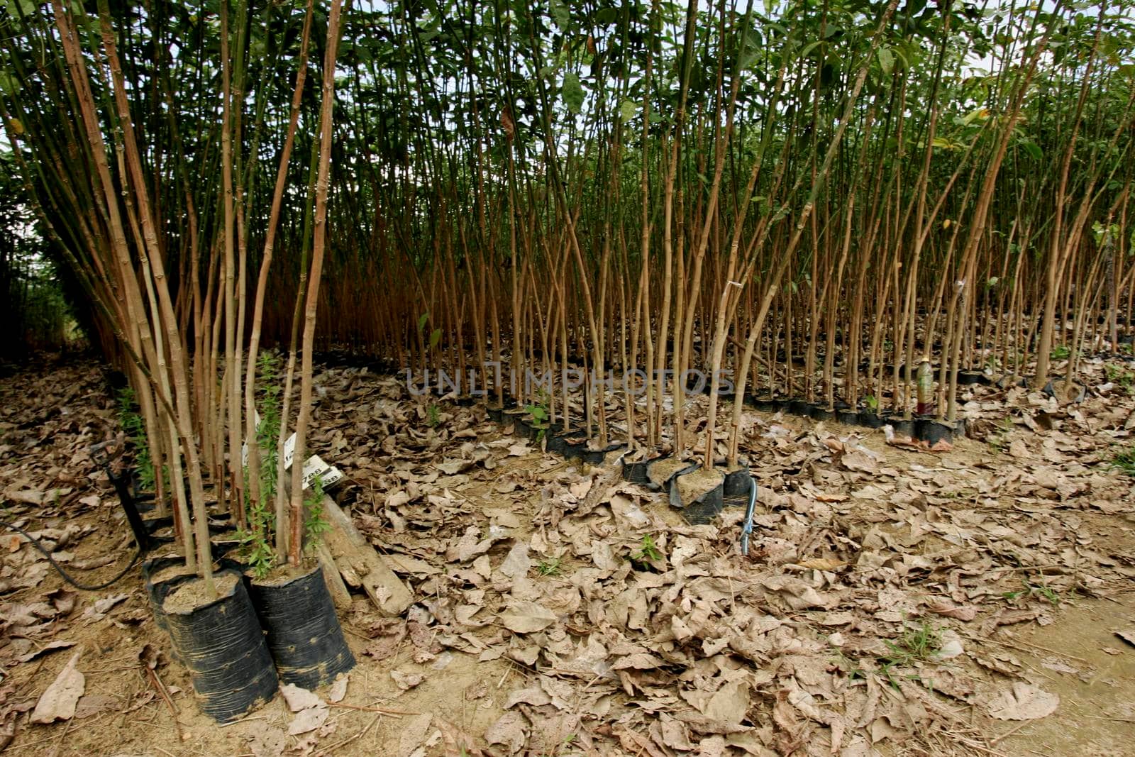 itamaraju, bahia / brazil - july 9, 2009: nursery of rubber tree seedlings is seen in the city of Itamaraju.