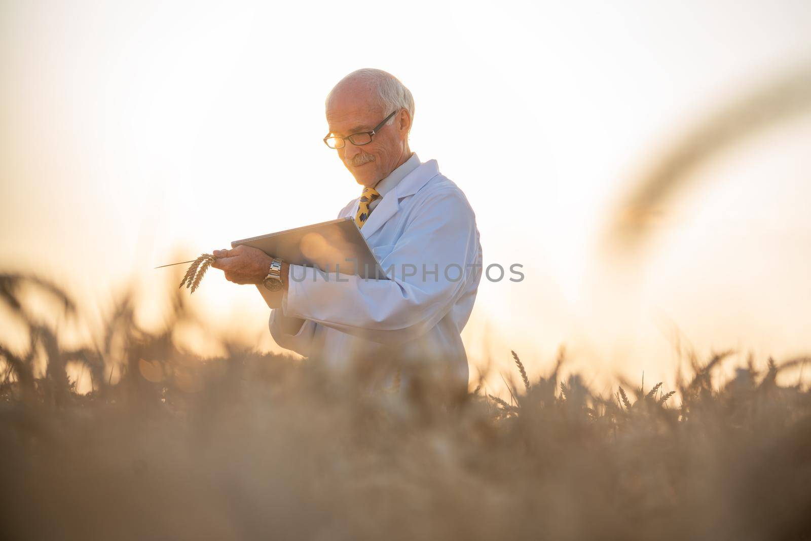 Man doing research on genetically modified grain in wheat field, he is an agricultural scientist