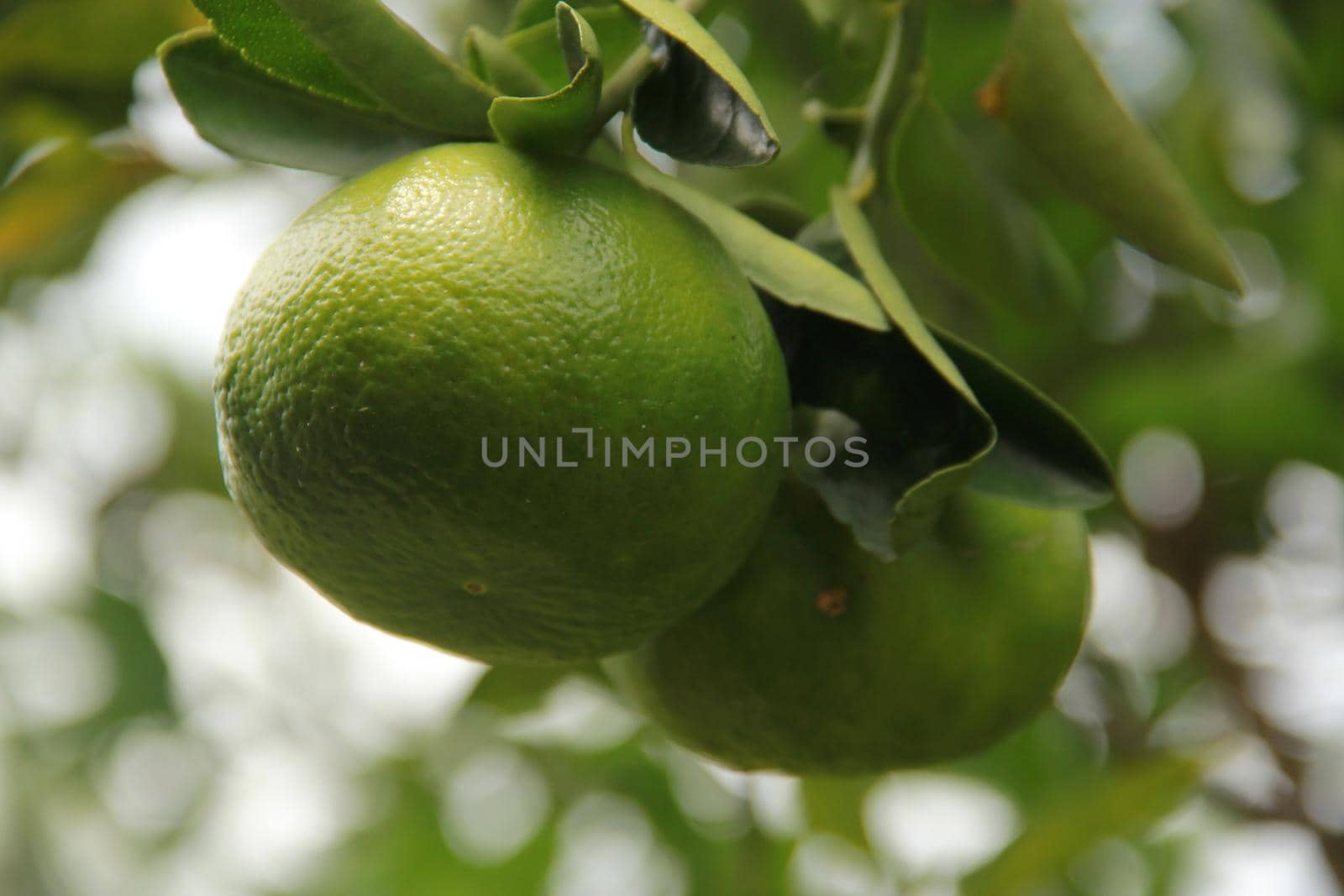 tangerines plantation in salvador by joasouza